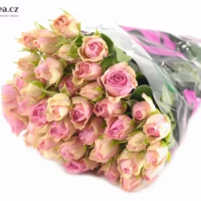 Růžová růže DINARA 70cm/9+