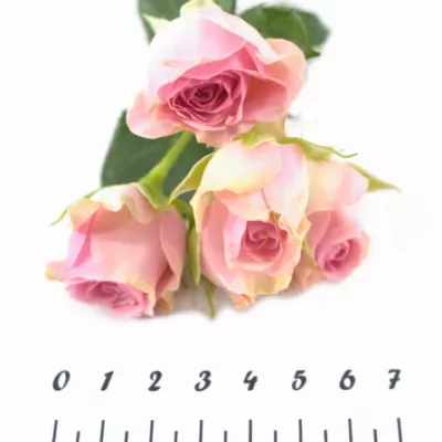 Růžová růže DINARA 70cm/9+