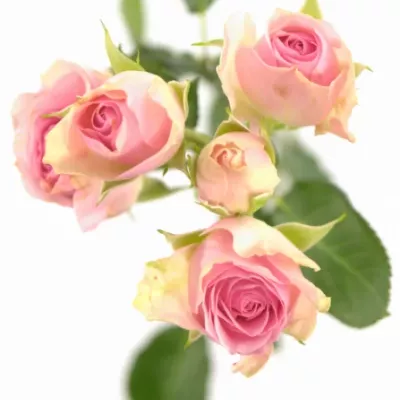 Růžová růže DINARA 70cm/9+