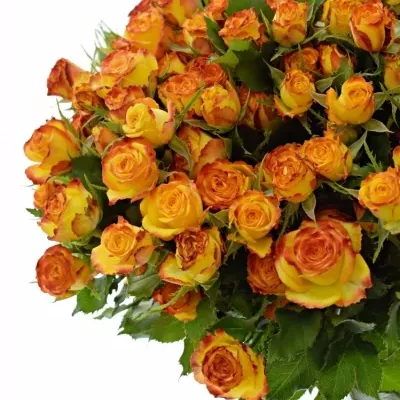 Žíhaná růže trsová EYELINER 40cm/5+