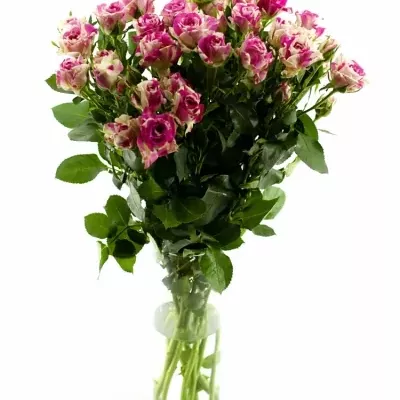 Bílorůžová růže FLASHING 50cm/5+