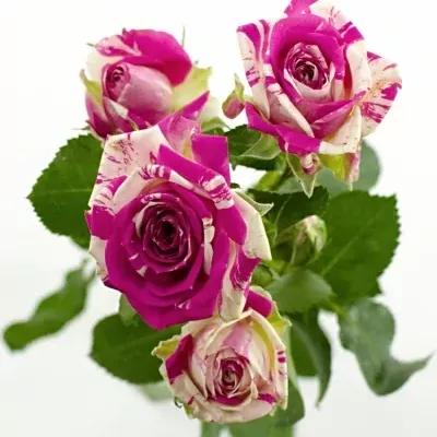 Bílorůžová růže FLASHING 50cm/5+