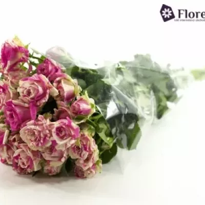 Bílorůžová růže FLASHING 50cm/5+