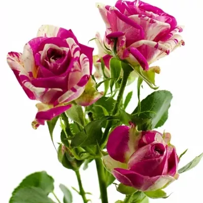 Bílorůžová růže trsová FLASHING 70 cm / 5+