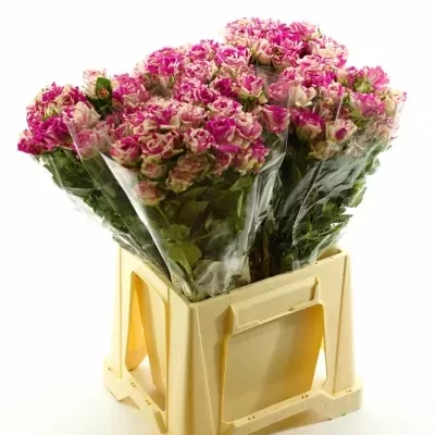 Bílorůžová růže FLASHING 50cm/5+