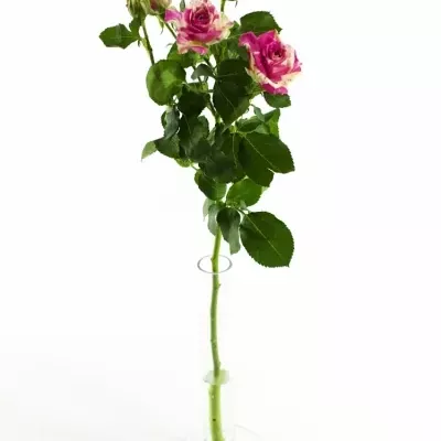 Bílorůžová růže FLASHING 50cm/5+