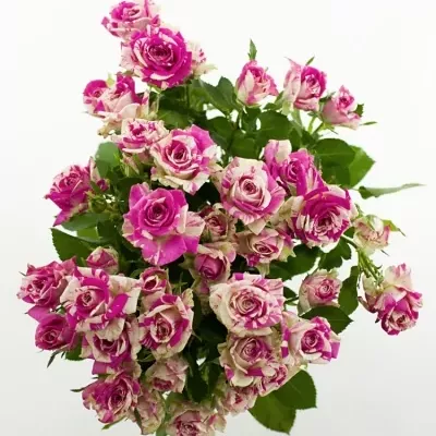 Bílorůžová růže FLASHING 50cm/5+