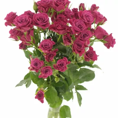 Růžová růže GLORIOUS 60cm/4+