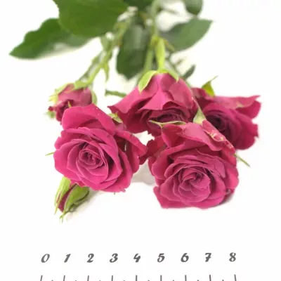 Růžová růže GLORIOUS 60cm/4+