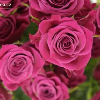 Růžová růže GLORIOUS 60cm/4+