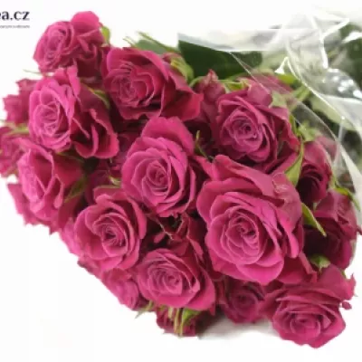 Růžová růže GLORIOUS 60cm/4+