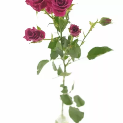 Růžová růže GLORIOUS 60cm/4+