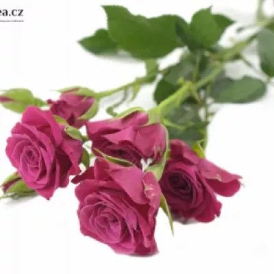 Růžová růže GLORIOUS 60cm/4+