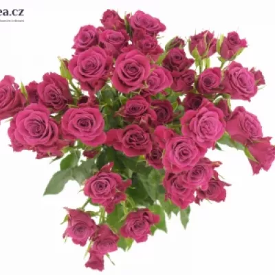 Růžová růže GLORIOUS 60cm/4+