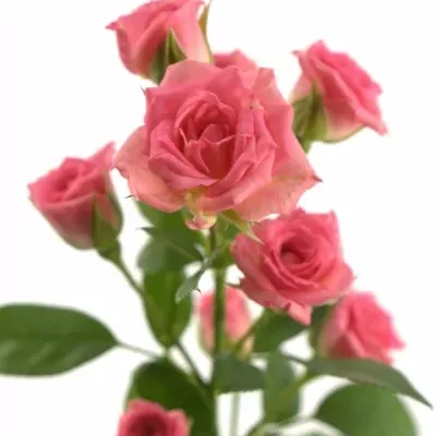 Růžová růže GRACIA 60cm/4+