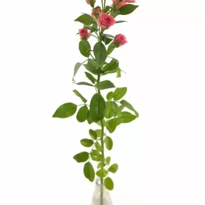 Růžová růže GRACIA 60cm/4+