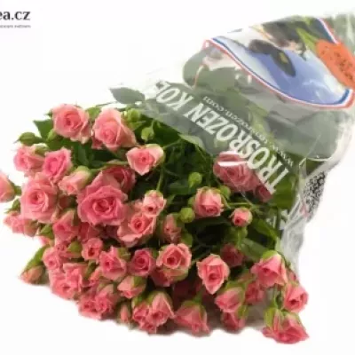 Růžová růže GRACIA 60cm/4+