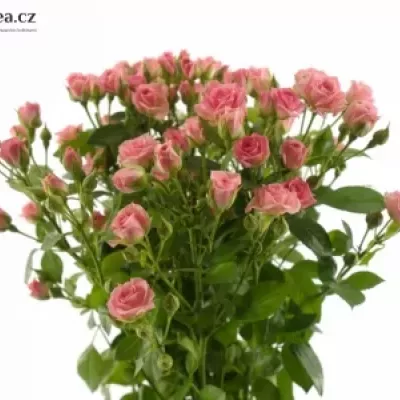 Růžová růže GRACIA 60cm/4+