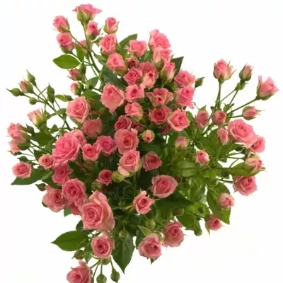 Růžová růže GRACIA 60cm/4+