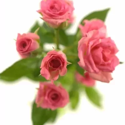 Růžová růže GRACIA 60cm/4+