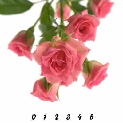 Růžová růže GRACIA 60cm/4+