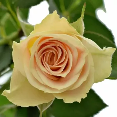 ROSA TR JELENA 40cm/3+