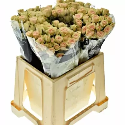 ROSA TR JELENA 40cm/3+