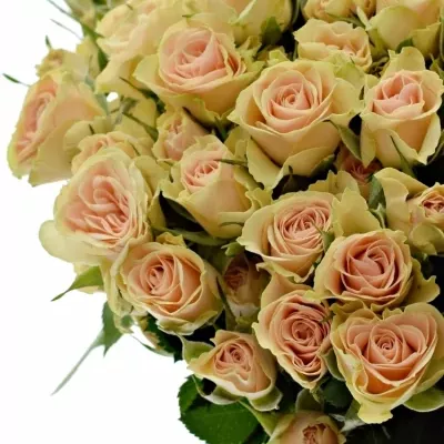 Krémová růže trsová JELENA 50cm/4+