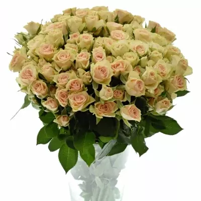 ROSA TR JELENA 40cm/3+