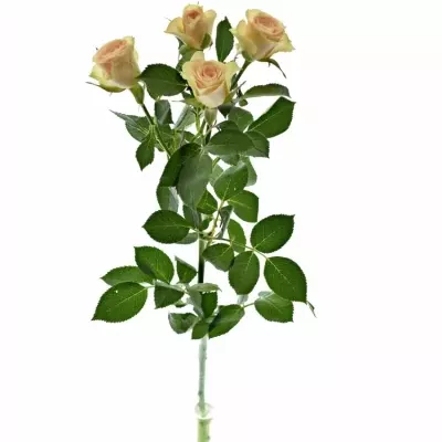 ROSA TR JELENA 40cm/3+