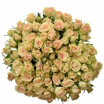 ROSA TR JELENA 40cm/3+