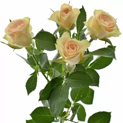 ROSA TR JELENA 40cm/3+