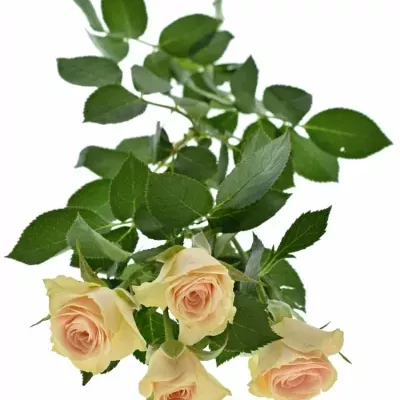 ROSA TR JELENA 40cm/3+