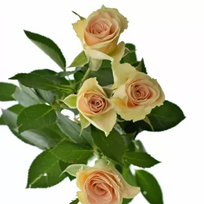 ROSA TR JELENA 40cm/3+