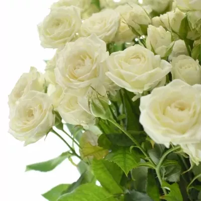 Krémová růže trsová JOSEPHINA 40cm/4+