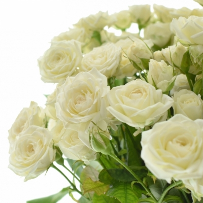 Bílá růže trsová JOSEPHINE 50cm/4+