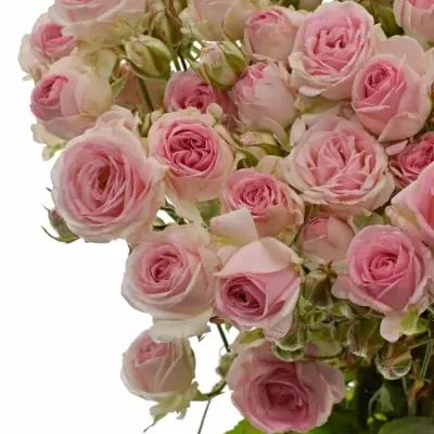 Růžová růže trsová KATE-LYNN 40cm/6+