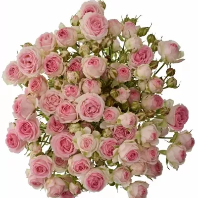 ROSA TR KATE-LYNN 50cm/3+