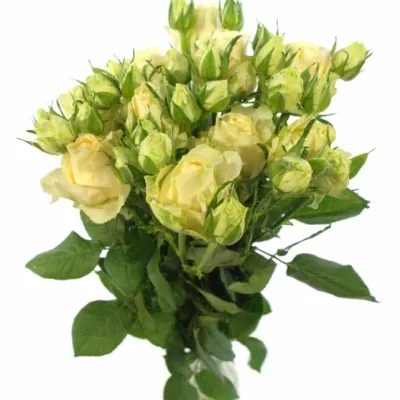 ROSA TR MAGIC AVALANCHE+