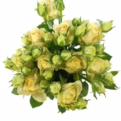 ROSA TR MAGIC AVALANCHE+