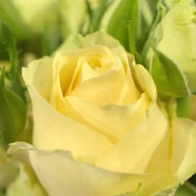 ROSA TR MAGIC AVALANCHE+