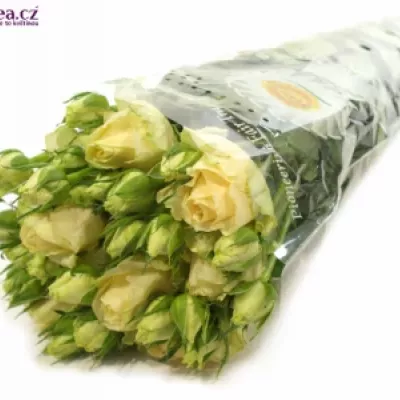 ROSA TR MAGIC AVALANCHE+