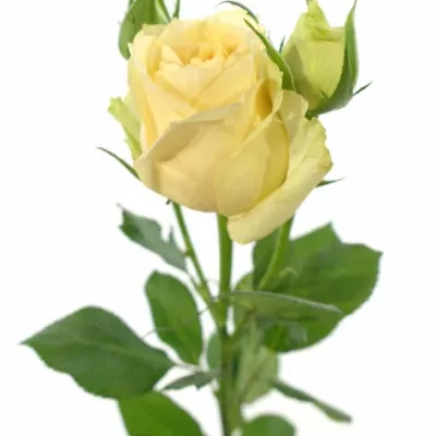 ROSA TR MAGIC AVALANCHE+