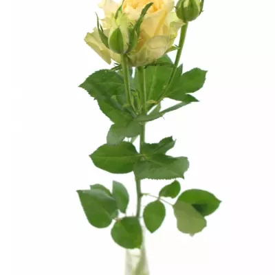 ROSA TR MAGIC AVALANCHE+