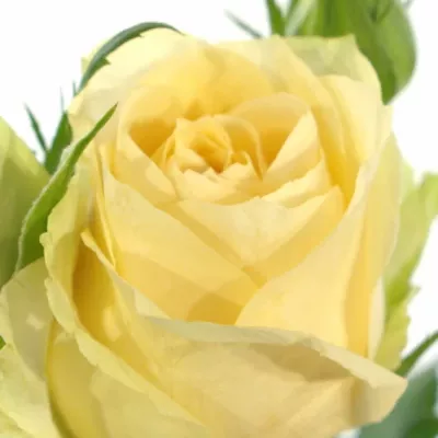 ROSA TR MAGIC AVALANCHE+