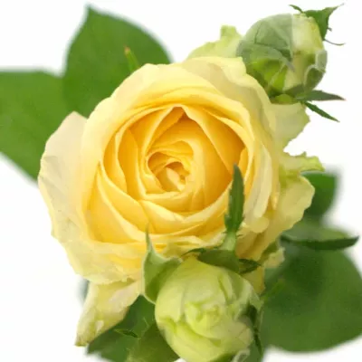 ROSA TR MAGIC AVALANCHE+