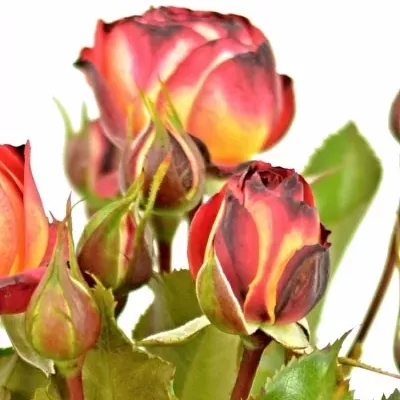 Žíhaná růže MIDSUMMER 30cm/2+