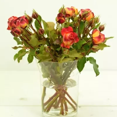 Žíhaná růže MIDSUMMER 30cm/2+