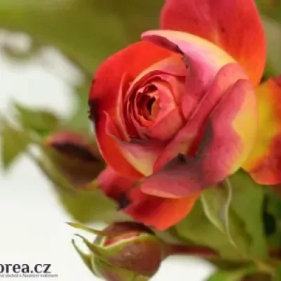 Žíhaná růže MIDSUMMER 30cm/2+