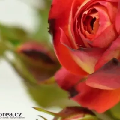 Žíhaná růže MIDSUMMER 30cm/2+